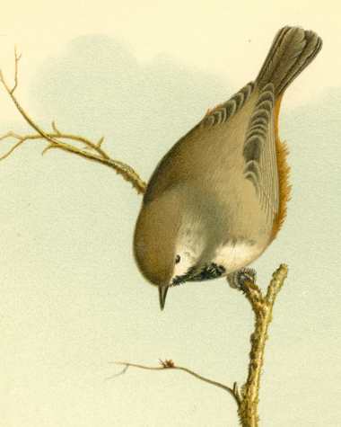 Boreal Chickadee Boreal Chickadee perched on a tree twig