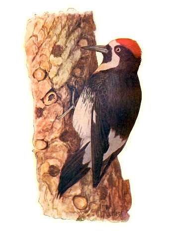 Acorn Woodpecker Acorn woodpecker cling to a tree pocket with holes bored for sap