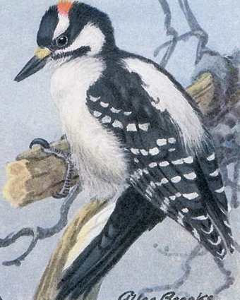 Hairy Woodpecker Hairy Woodpecker perched on a tree branch