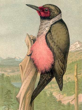 Lewis's Woodpecker Lewis's Woodpecker perched on a decaying tree