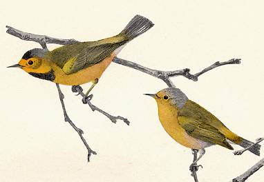 Bachman's Warbler