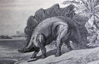 Stegosaurus ungulatus